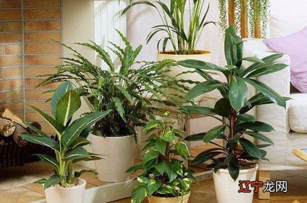 客厅摆放什么植物旺财？客厅植物风水禁忌有哪些呢