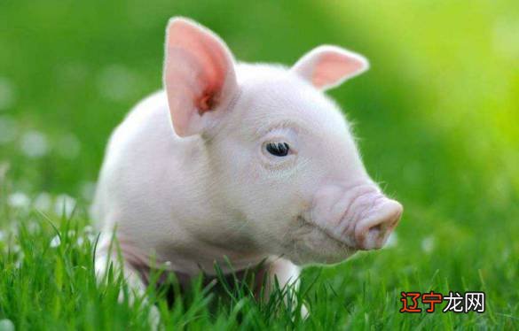 大部分人都不确定哪一年是什么生肖年，你知道吗？