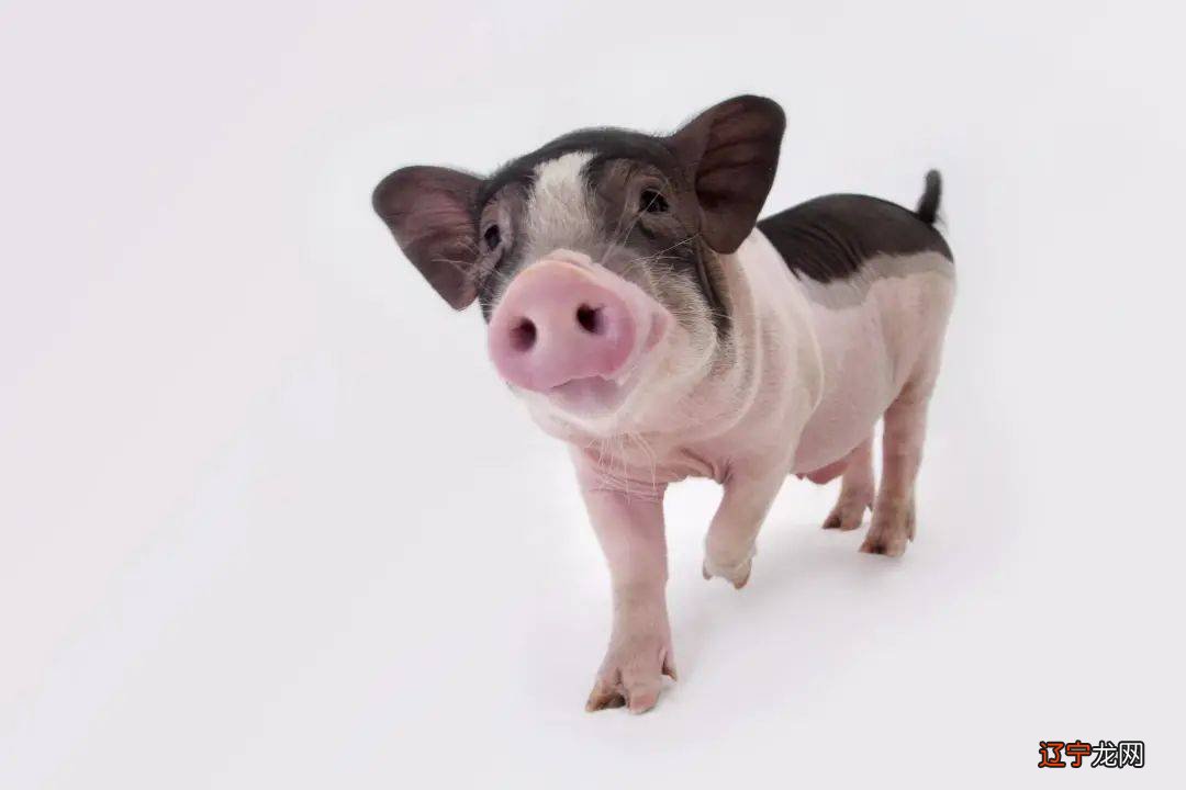 大部分人都不确定哪一年是什么生肖年，你知道吗？