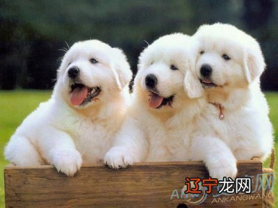 生肖狗今日运程 属蛇2020年运势及运程