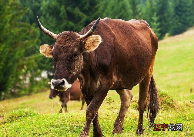 属牛和什么属相相克与牛相冲相克的属相