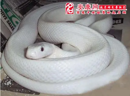 揭秘做这梦好吗，蜿蜒崎岖的小道百草丛生！