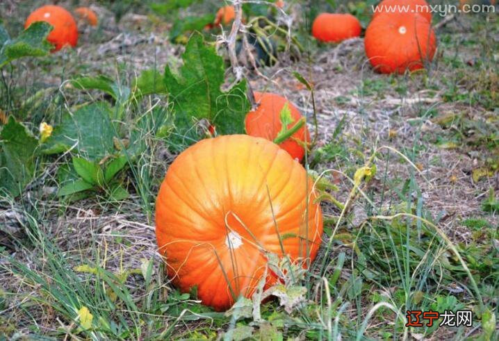 周公解梦：梦见南瓜，主风流事，讨厌世俗生活