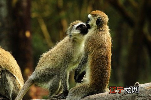 罗李华:1992年属猴男2022年运势及运程详解