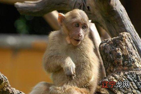 罗李华:1992年属猴男2022年运势及运程详解