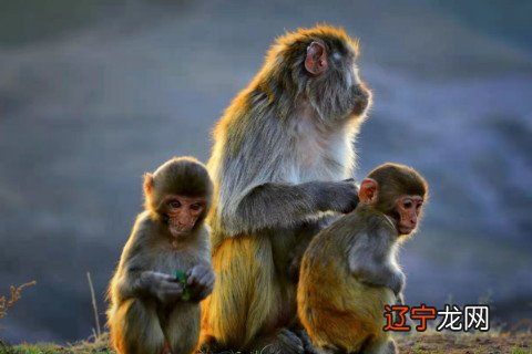 罗李华：1992年属猴男2022年运势及运程详解