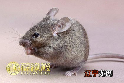 2020年属什么生肖？本地还剩1个名额，手慢无！