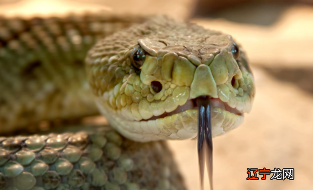 女性梦到蛇是什么征兆 女性做梦梦到蛇是什么意思