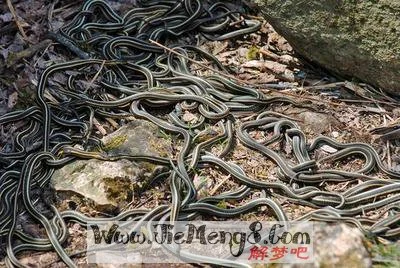 做梦梦见蛇了什么意思梦见_做梦梦见鱼和蛇是什么意思_做梦梦见很大的蛇是什么意思