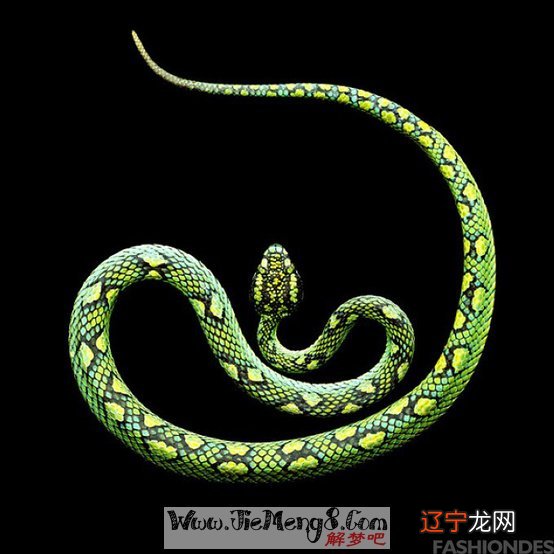 做梦梦见被蛇追是什么意思_做梦梦见捉蛇是什么意思_做梦梦见蛇了什么意思梦见