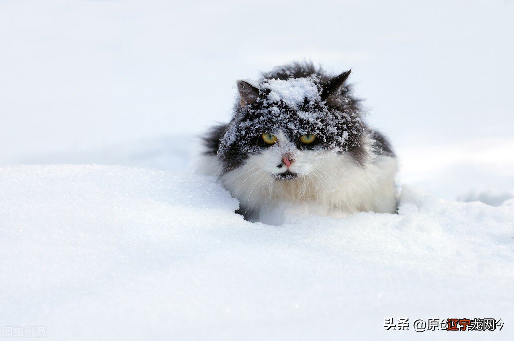 冬夜里的猫叫声
