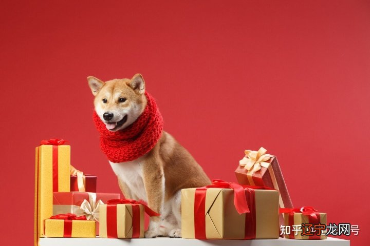 2022年不同年份出生的生肖属狗人的运势什么样