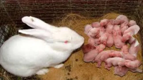 1999年属兔今年多少岁:年出生的今年虚岁多大