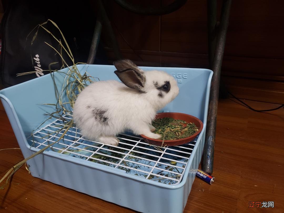 1999年属兔今年多少岁:年出生的今年虚岁多大