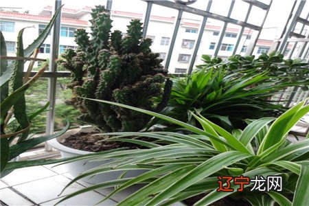 【李向东】属鼠办公室风水讲究,你知道吗?