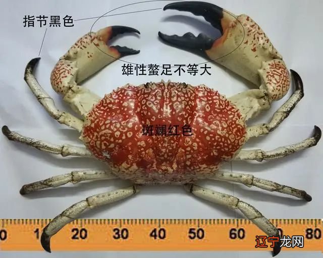 巨蟹座人的特点水象星座的三个星座性格均具有浪漫的特质