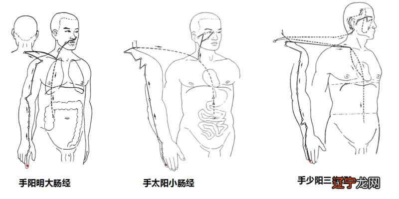 中医“八经卦”就是中医的“奇经八脉交会穴”