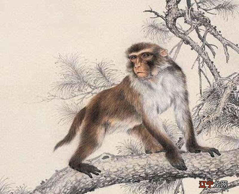 87年生肖兔2019年运势_看十二生肖2019年运势_2019年运势12生肖运势麦玲玲