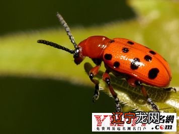 梦见手被虫咬_梦见昆虫咬自己求_梦见被虫咬是什么意思