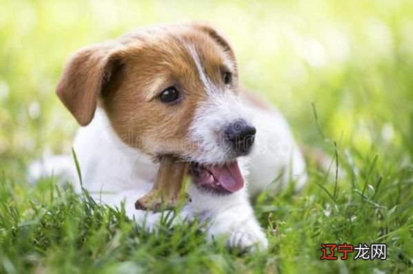 属狗十一月财运怎么样年10月属狗的财运在哪个方向