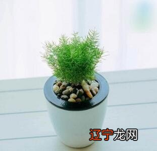 慈世堂:家中不能莳植摆放的植物,不只不能带来好命运运限