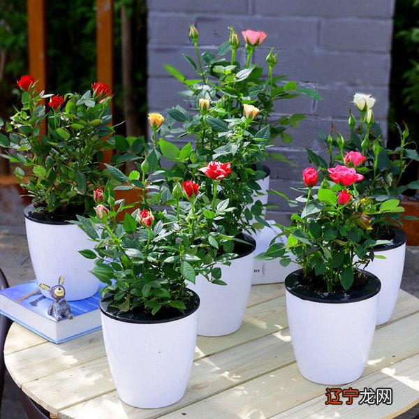 慈世堂:家中不能莳植摆放的植物,不只不能带来好命运运限