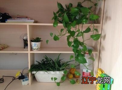 慈世堂:家中不能莳植摆放的植物,不只不能带来好命运运限