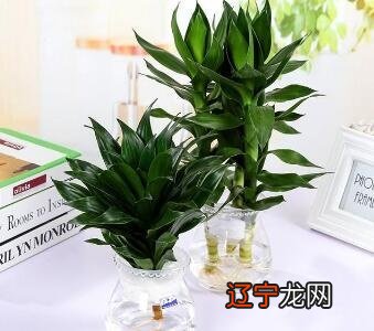 慈世堂:家中不能莳植摆放的植物,不只不能带来好命运运限