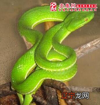 周公解梦:梦见好多蛇预兆近期财运上下起伏不定梦见蛇