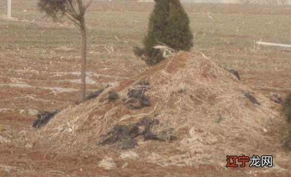 安葬风水学 两米见著,以小见大,瞬间get最全面的科技新知识