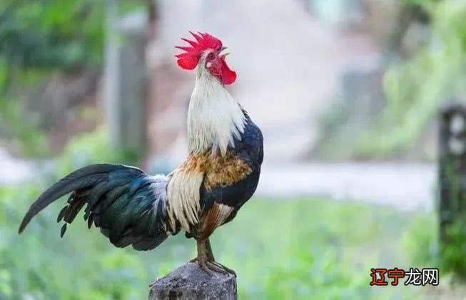 鸡相冲生肖是什么？鸡的和什么生肖相冲与鸡相克