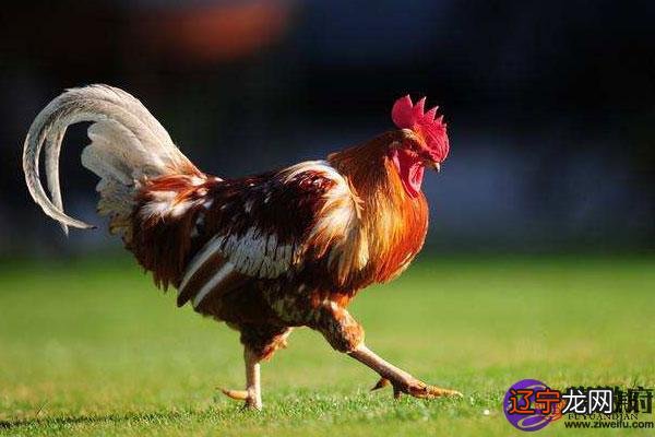 鸡相冲生肖是什么？鸡的和什么生肖相冲与鸡相克