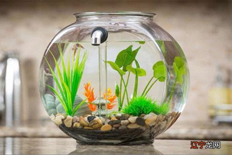 家庭养鱼风水知识_什么八字人适合学易经_什么人适合养鱼风水学