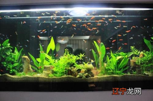 什么八字人适合学易经_什么人适合养鱼风水学_家庭养鱼风水知识