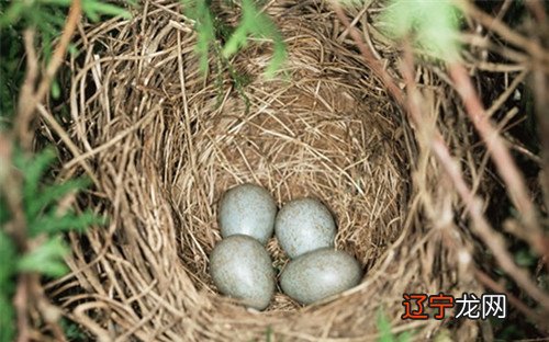 梦见鸟蛋怎么解释啊？？梦见鸟全都什么意思？