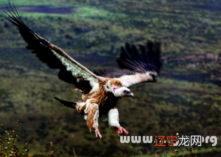 梦见鸟蛋怎么解释啊？？梦见鸟全都什么意思？