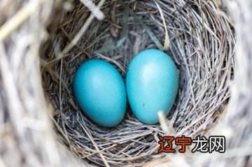 梦见鸟蛋怎么解释啊？？梦见鸟全都什么意思？