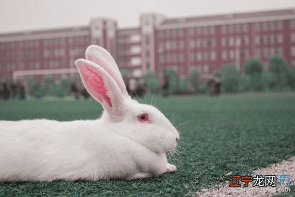 父母属狗孩子属什么好?属狗的父母生什么宝宝
