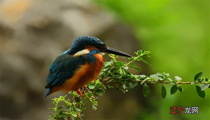 做梦是什么意思?又有什么特别的寓意呢?