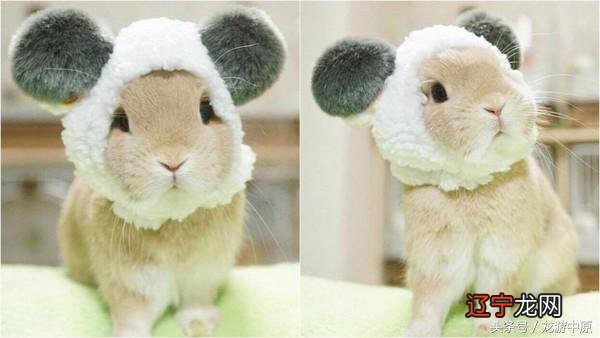 东北老人们打猎都知道,遇见狍子,你追它只要喊一声狍子