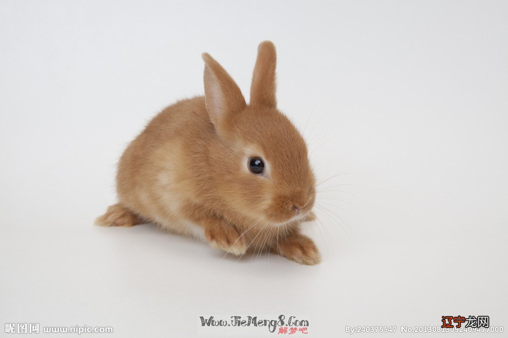 事前风水堂:征兆生兔子的急救方法