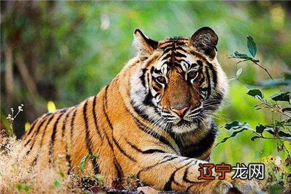 属虎的三大克星都是哪些属相?生肖虎与什么生肖相冲