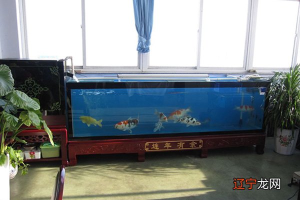 八字属火可以养鱼吗_五行属木可以养鱼吗_八字偏强八字喜火