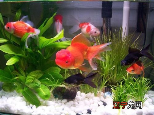 八字偏强八字喜火_八字属火可以养鱼吗_五行属木可以养鱼吗