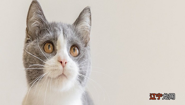 如果梦到猫,你朋友的朋友会被你的敌人抢走