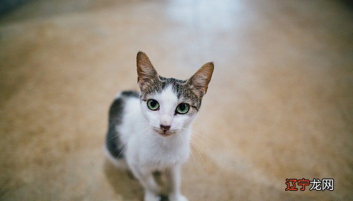 如果梦到猫,你朋友的朋友会被你的敌人抢走