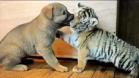 属虎与属狗的合不合是相配吗?宜配属相姻缘配对