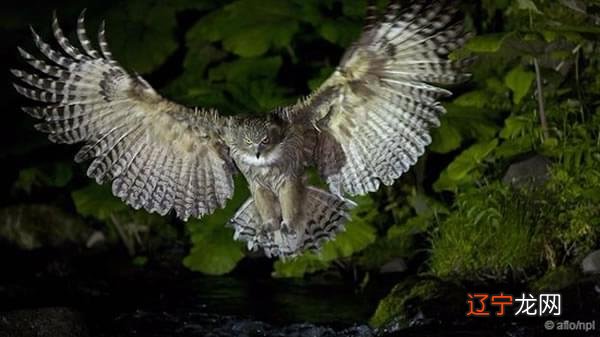 女人八字带七杀枭神_八字中的枭神真的那么可怕吗_八字枭神运