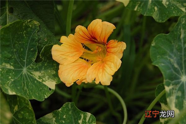 梦见南瓜花是什么意思