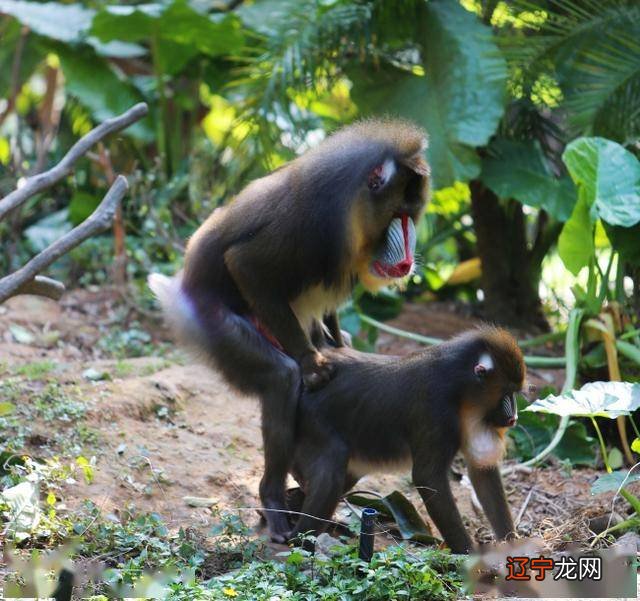 男属猴女属虎相配的资料,你知道吗?
